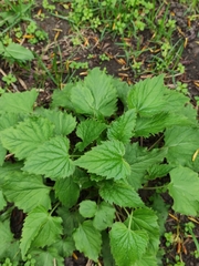 Campanula trachelium