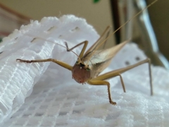 Tettigoniidae