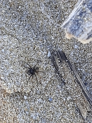 Nurscia albomaculata