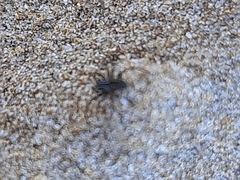 Nurscia albomaculata