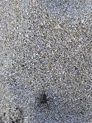 Nurscia albomaculata