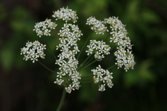 Lichtensteinia interrupta