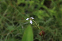 Moraea brevistyla