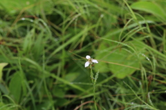 Moraea brevistyla