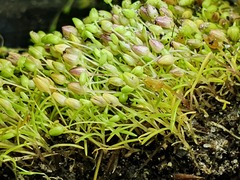 Sagina maritima