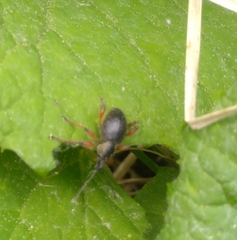 Otiorhynchus coecus