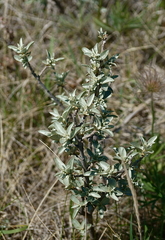 Elaeagnaceae