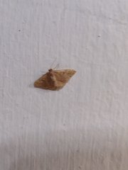 Idaea cellifimbria