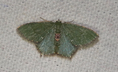 Hemithea marina