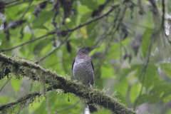 Turdus olivaceofuscus