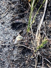 Systoechus candidulus