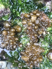 Ectocarpales