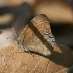 Cyllopsis pertepida pertepida