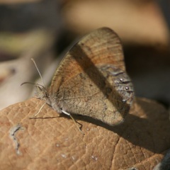 Cyllopsis pertepida pertepida