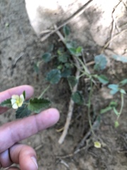 Rhynchosida physocalyx