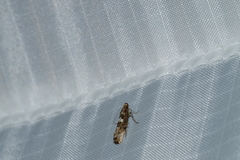 Acrolepiopsis assectella