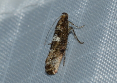 Acrolepiopsis assectella