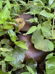 Psilocybe ovoideocystidiata