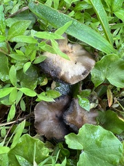 Psilocybe ovoideocystidiata