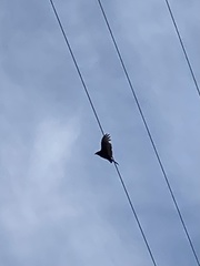 Cathartes aura image