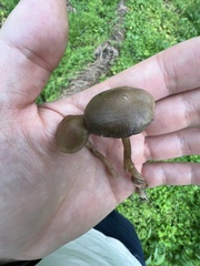 Psilocybe ovoideocystidiata