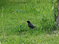 Turdus merula