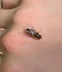 Lapposyrphus