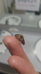 Lepidoptera