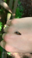 Lapposyrphus