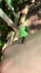 Lapposyrphus