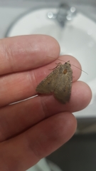 Lepidoptera