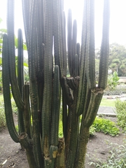 Trichocereus bridgesii