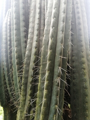 Trichocereus bridgesii