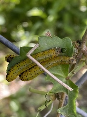 Pterygota