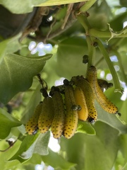 Pterygota
