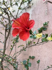 Hibiscus rosa-sinensis