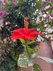 Hibiscus rosa-sinensis