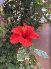 Hibiscus rosa-sinensis