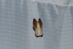 Petrophora subaequaria