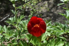 Paeonia peregrina