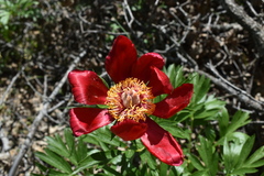 Paeonia peregrina