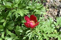 Paeonia peregrina