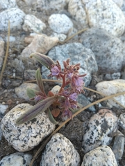 Phacelia humilis