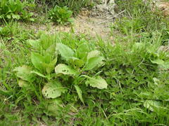Dipsacus strigosus