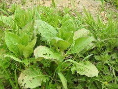 Dipsacus strigosus
