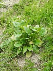 Dipsacus strigosus