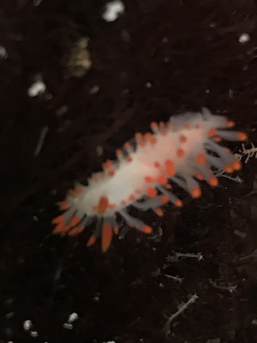 Limacia mcdonaldi