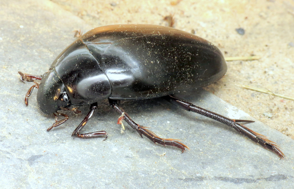 Hydrophilinae