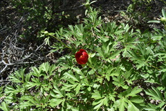 Paeonia peregrina