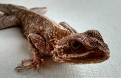 Agama
